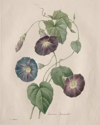 Gloria de la mañana, 1827