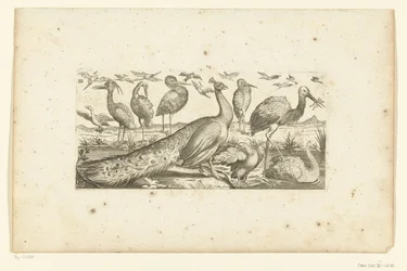 diecinueve pájaros Pájaros (título de la serie)
