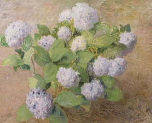 Hortensias azules