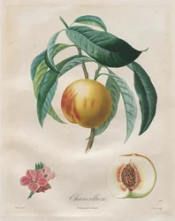 Tratado de árboles frutales: Chancelière