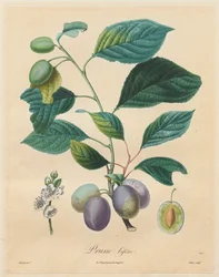 Tratado de los árboles frutales: Ciruela bifera, 1808-1835