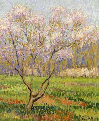 Manzano en flor