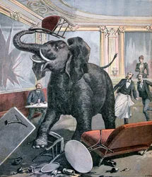 Un elefante en el Café Pre-Catalán, Toulouse, Francia, 1891
