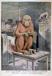 Tinan el orangután, 1896