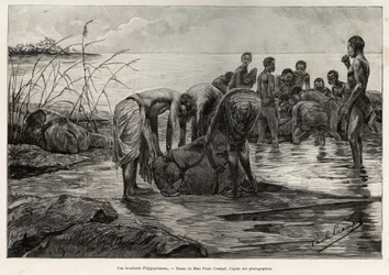 Una carnicería de hipopótamos en las orillas de un río de África Central. Grabado de Henri Thiriat para ilustrar la historia 
