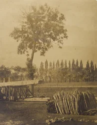 [Paisaje con fardos de ramas de árbol cortadas]