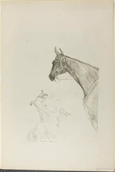 Caballo y Collie
