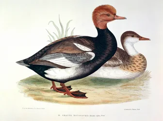 Representación de un plato de pato pelirrojo de H. Blanchere
