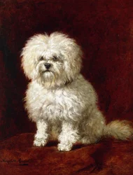 Un caniche