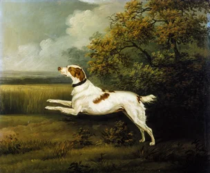 un springer spaniel en un paisaje