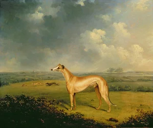 El galgo 