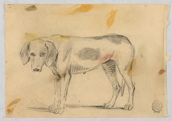 Estudios de Dos Galgos