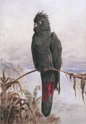 Cacatúa colirroja australiana