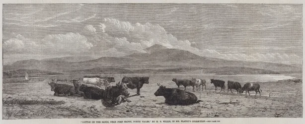 Ganado en las arenas, cerca de Port Madoc, Gales del Norte