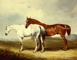 Caballos de carruaje en los pastos
