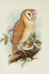 Lechuza