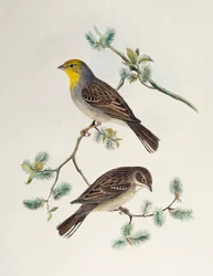 Emberiza cinerea