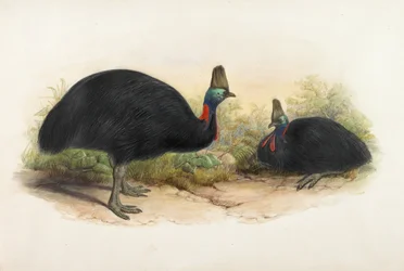 Casuario del sur, Casuarius casuarius