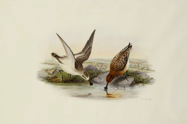Espátula