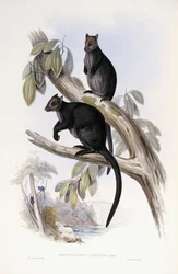 Canguro arbóreo