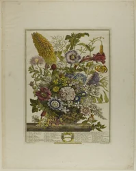 Agosto, de Doce Meses de Flores