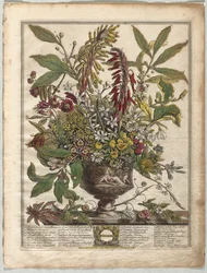 Doce Meses de Flores: Enero