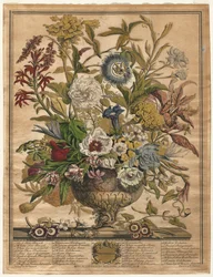 Doce meses de flores: septiembre, 1730