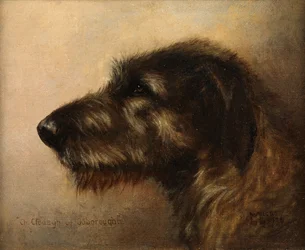 Campeón Clodagh de Ouborough, un lebrel irlandés