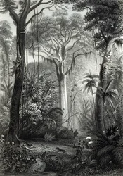 Escena en un bosque brasileño grabada por J.Bishop