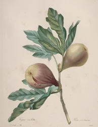 Selección de las flores más bellas...los frutos más bellos: Higo Violeta