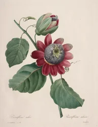 Selección de las flores más bellas... los frutos más bellos: Pasiflora alada