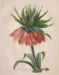 Corona Imperial Fritillaria