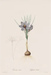 Las Liliáceas: Crocus Sativus