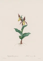 Las Liliáceas: Cypripedium calceolus