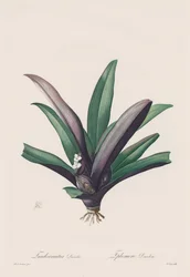 Las Liliáceas: Tradescantia discolor