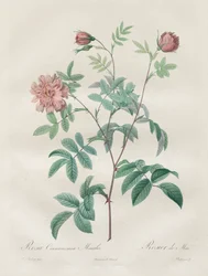 Las rosas: Rosa cinnamomea