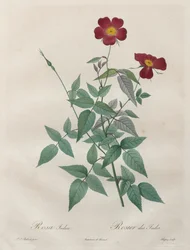 Las rosas: Rosa indica