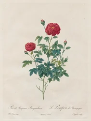Rosa Pompon