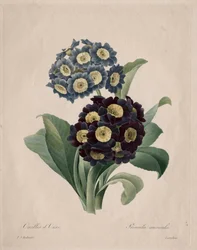 Primula auricula