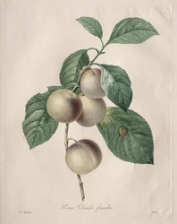 Ciruela Reine Claude
