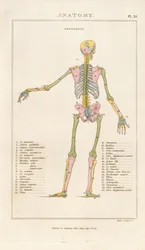Codificación por colores del esqueleto humano - Vista posterior