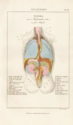 Vísceras humanas en vista posterior