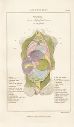 Órganos internos del cuerpo humano - Vista anterior