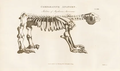 Esqueleto de Megatherium americanum