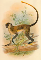 Mono verde, 1897