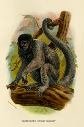 Mono lanudo de Humboldt, 1896