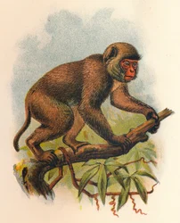 Macaco de San Juan, 1897