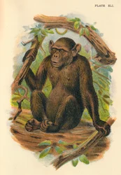El chimpancé calvo, 1897
