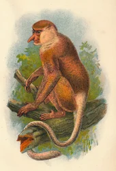 El mono narigudo, 1897