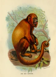 El Aullador Rojo, 1896